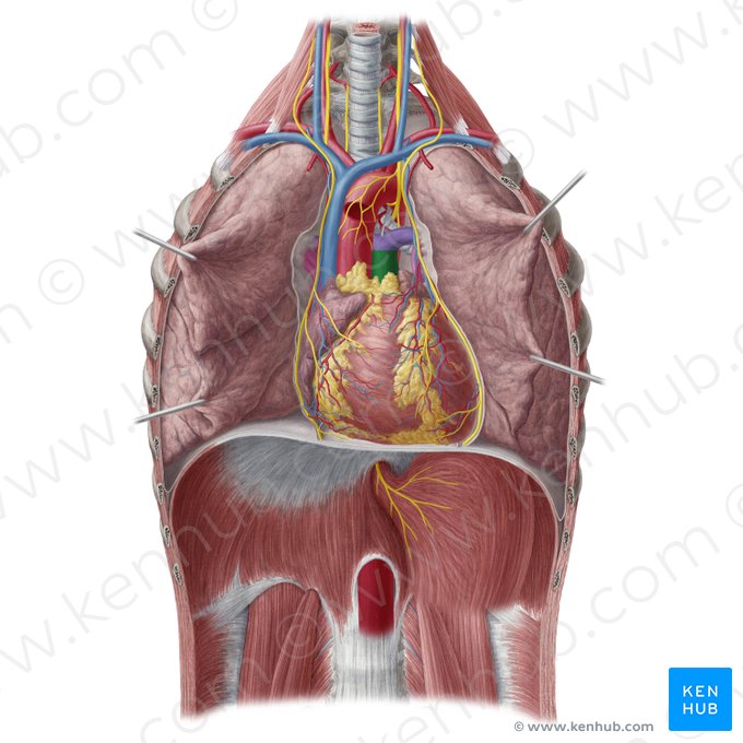 Tronco pulmonar (Truncus pulmonalis); Imagem: Yousun Koh