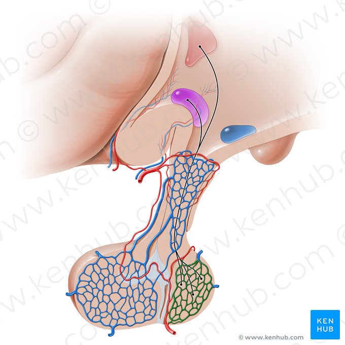 Red capilar de la neurohíipófisis (Rete capillare neurohypophysis); Imagen: Paul Kim