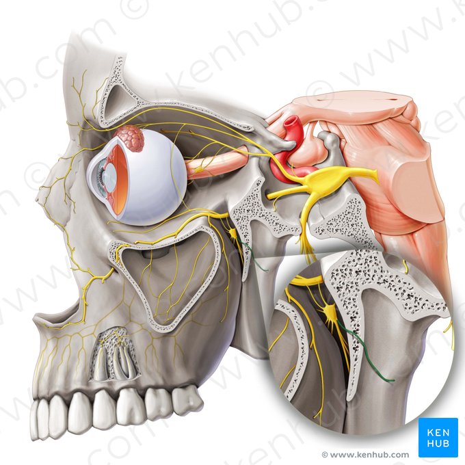 Pharyngeal nerve (Nervus pharyngeus); Image: Paul Kim