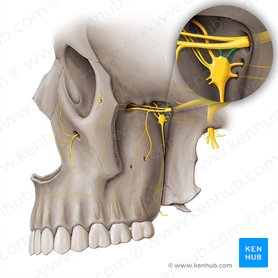 Branches of maxillary nerve to pterygopalatine ganglion (Rami ganglionici pterygopalatini nervi maxillaris); Image: Paul Kim