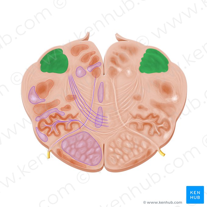 Cuneate nucleus (Nucleus cuneatus); Image: Paul Kim