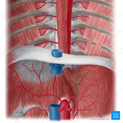 Esophageal branches of left gastric artery (Rami oesophageales arteriae gastricae sinistrae); Image: Yousun Koh