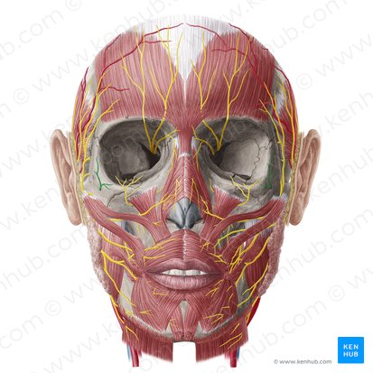 Ramo cigomaticofacial del nervio cigomático (Nervus zygomaticofacialis); Imagen: Yousun Koh