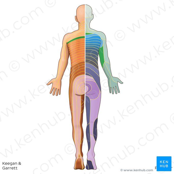 T1 dermatome (Dermatoma T1); Image: Irina Münstermann