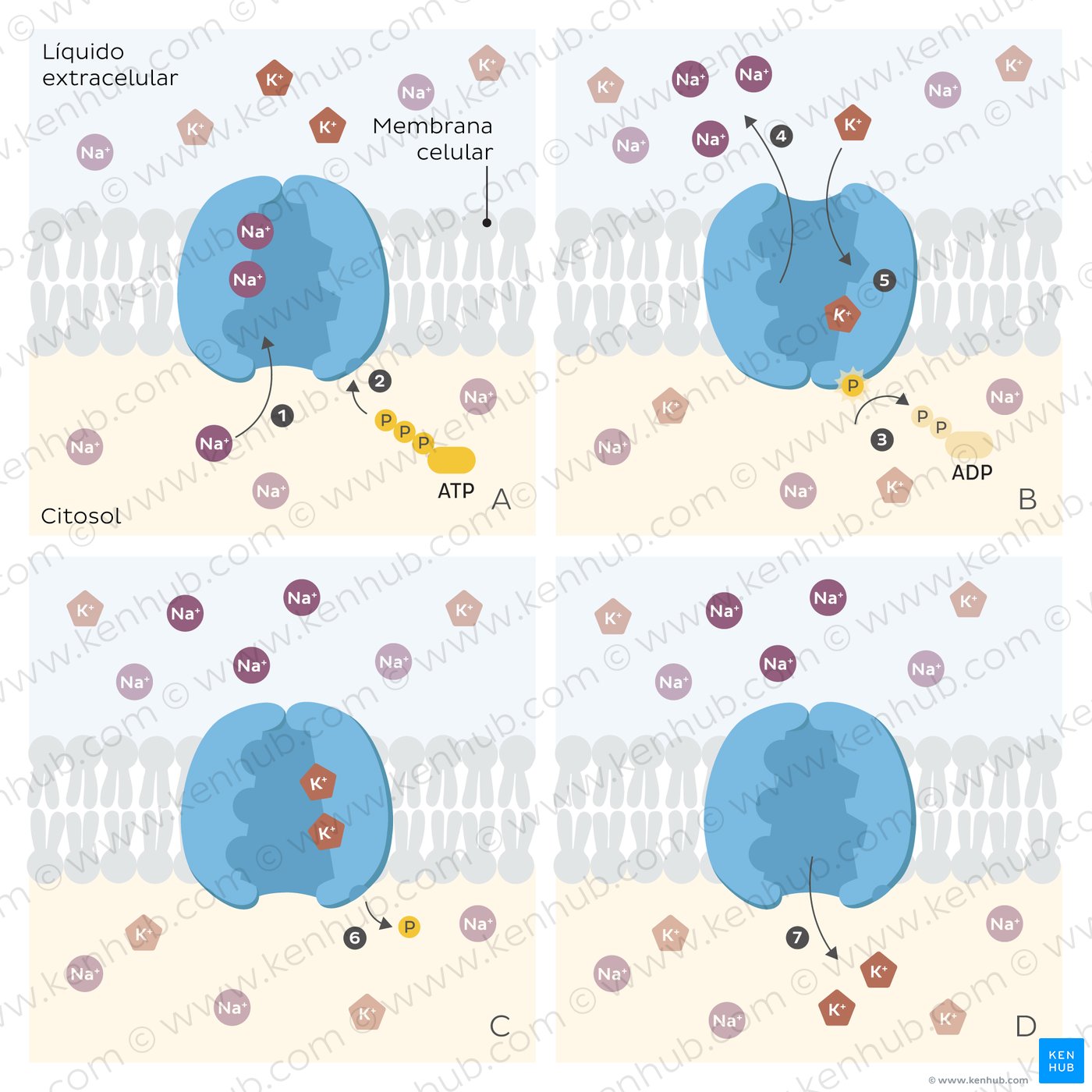An image showing different steps in the function of a sodium-potassium pump moving ions across a cell membrane.