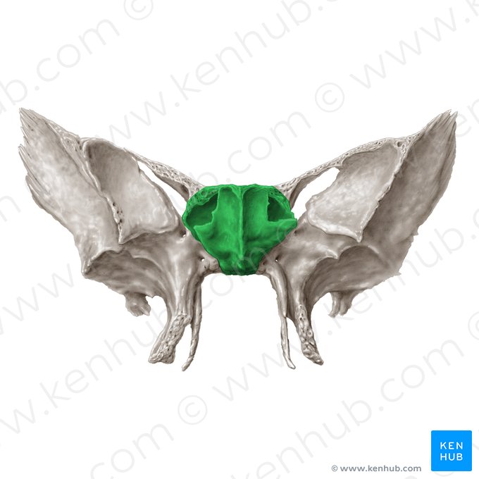 Body of sphenoid bone (Corpus ossis sphenoidalis); Image: Samantha Zimmerman