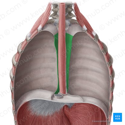 Mediastinal part of parietal pleura (Pars mediastinalis pleurae parietalis); Image: Yousun Koh