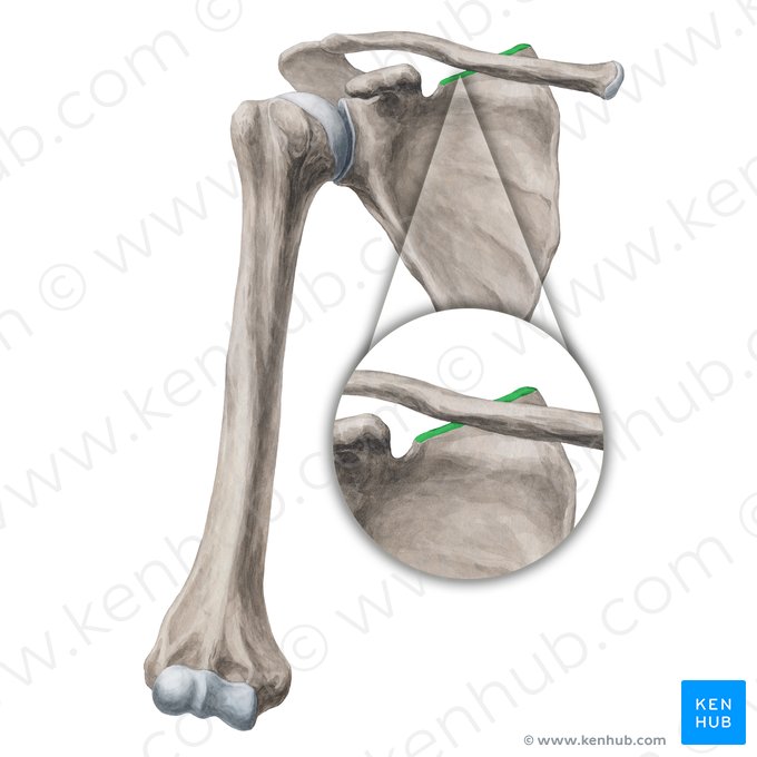 Borda superior da escápula (Margo superior scapulae); Imagem: Yousun Koh