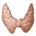 Histologia da tireoide