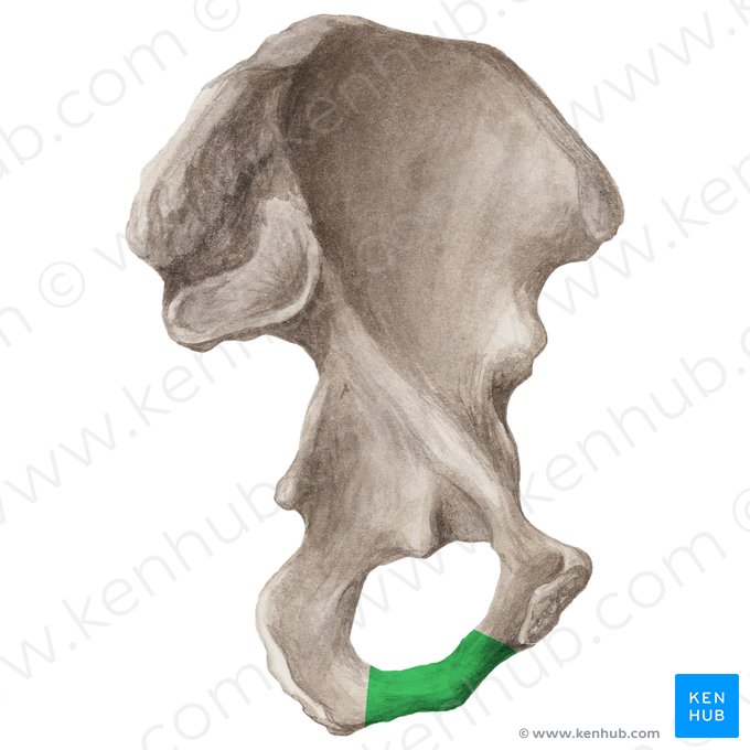 Ischiopubic ramus of hip bone (Ramus ischiopubicus ossis coxae); Image: Liene Znotina