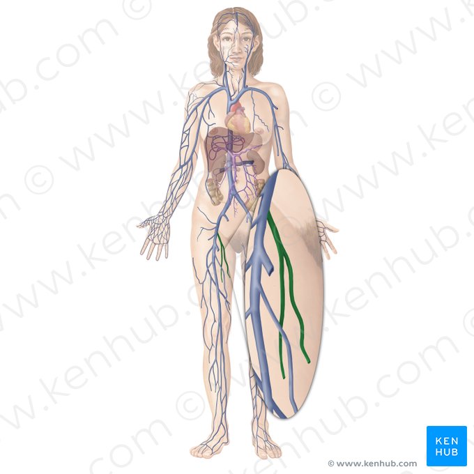 Deep femoral vein (Vena profunda femoris); Image: Begoña Rodriguez