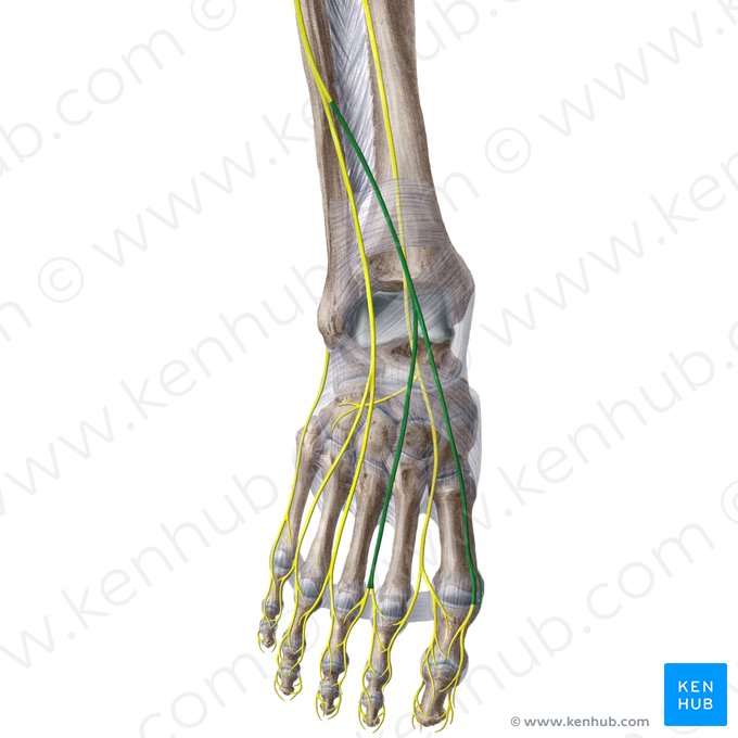 Nervio cutáneo dorsal medial del pie (Nervus cutaneus dorsalis medialis pedis); Imagen: Liene Znotina