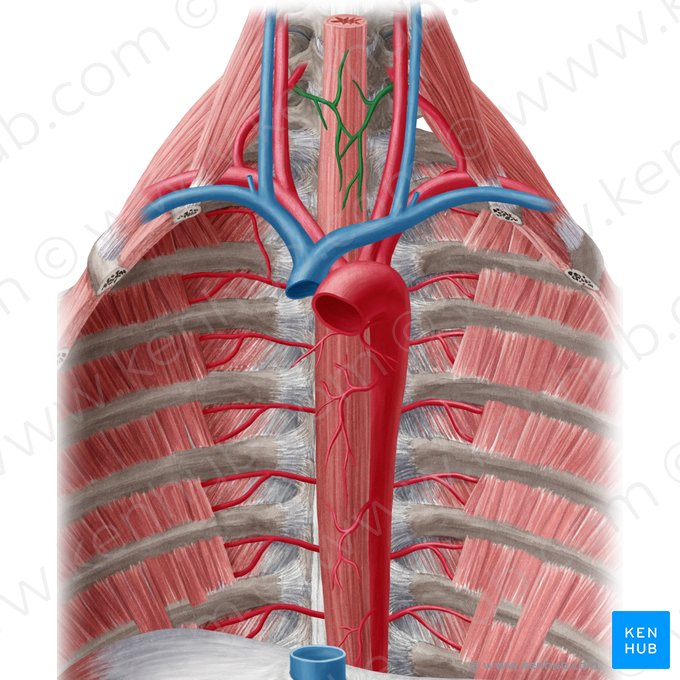 Rami oesophageales arteriae thyroideae inferioris (Speiseröhrenäste der unteren Schilddrüsenarterie); Bild: Yousun Koh