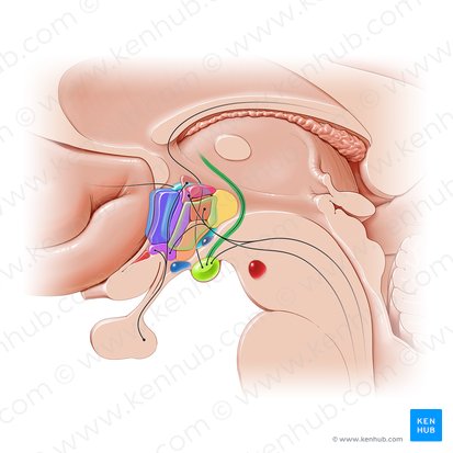 Mammillothalamic tract (Fasciculus mammillothalamicus); Image: Paul Kim