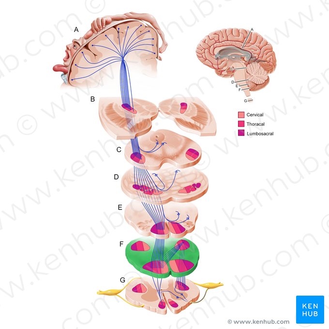 Inferior medulla oblongata (Pars inferior medullae oblongatae); Image: Paul Kim