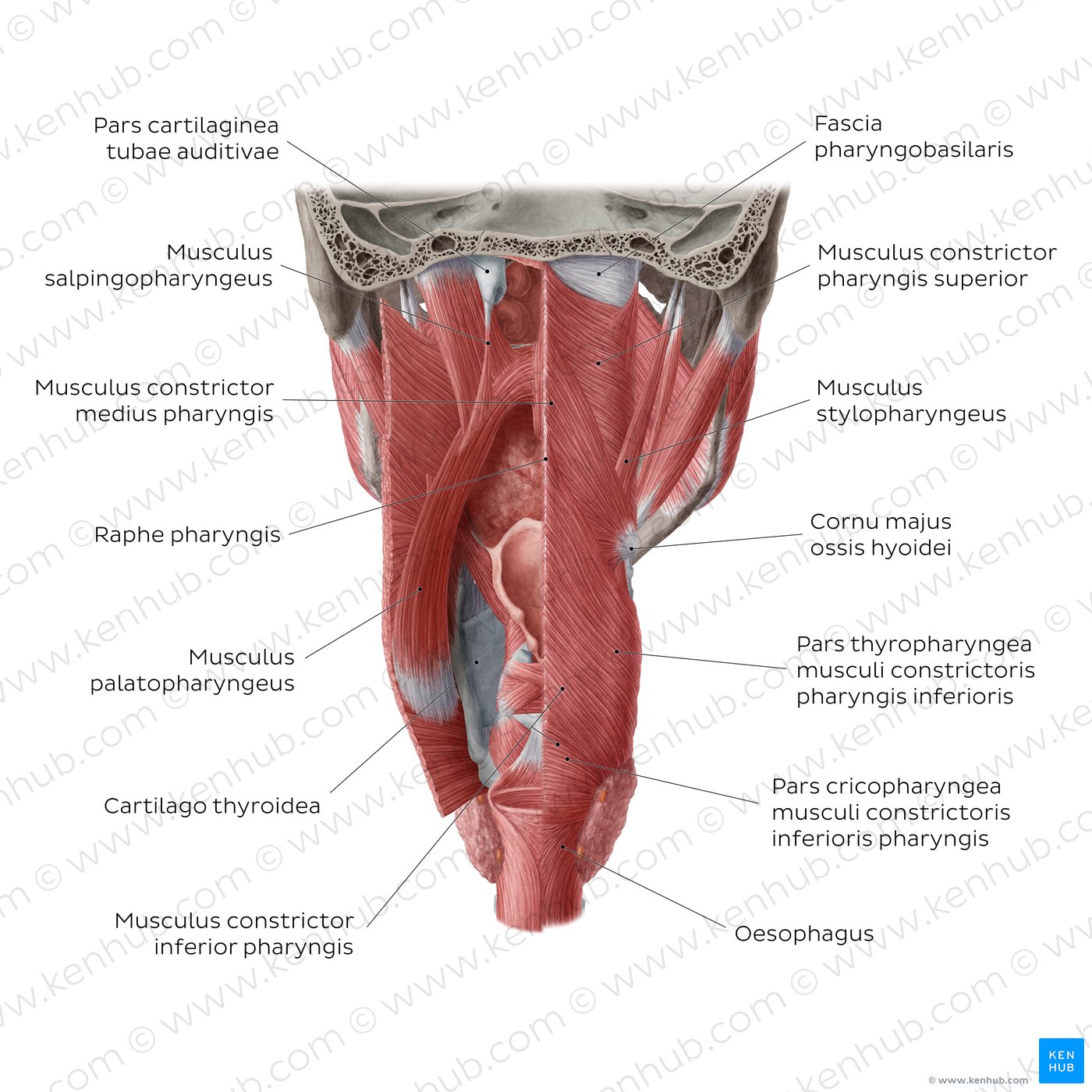 Muskeln des Pharynx