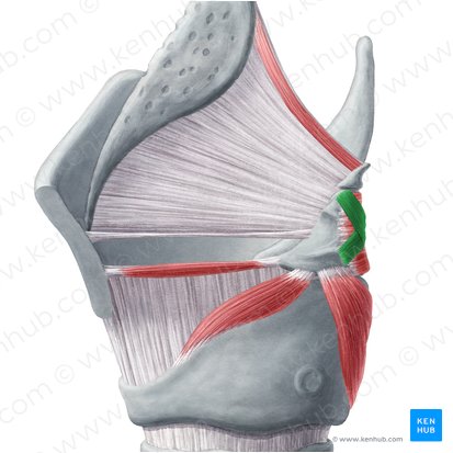 Músculo aritenoideo oblicuo (Musculus arytenoideus obliquus); Imagen: Yousun Koh