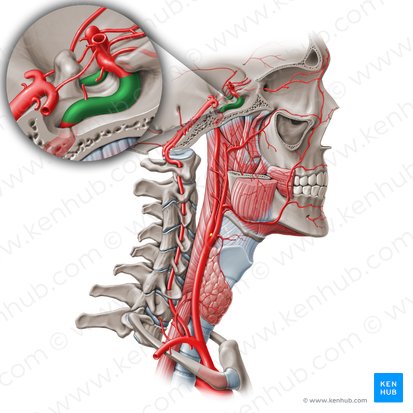 Segmento cavernoso de la arteria carótida interna (C4) (Pars cavernosa arteriae carotidis internae (C4)); Imagen: Paul Kim