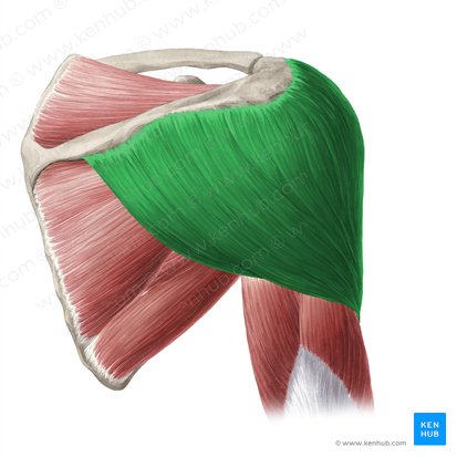 Musculus deltoideus (Deltamuskel); Bild: Yousun Koh
