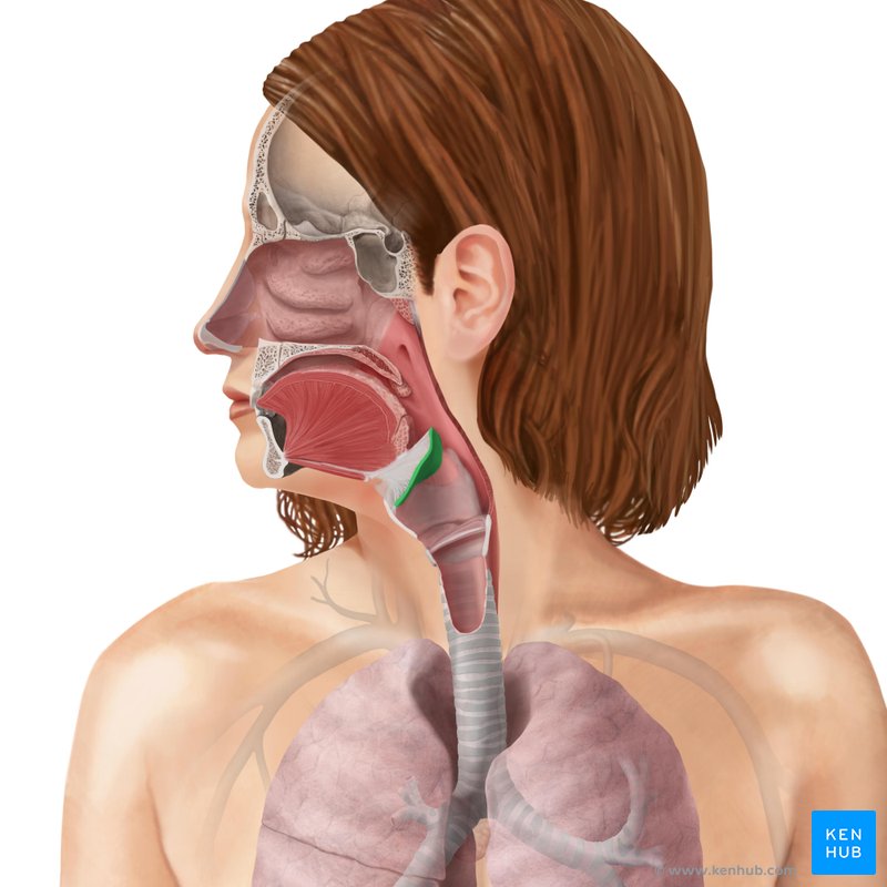 Anatomía de la epiglotis