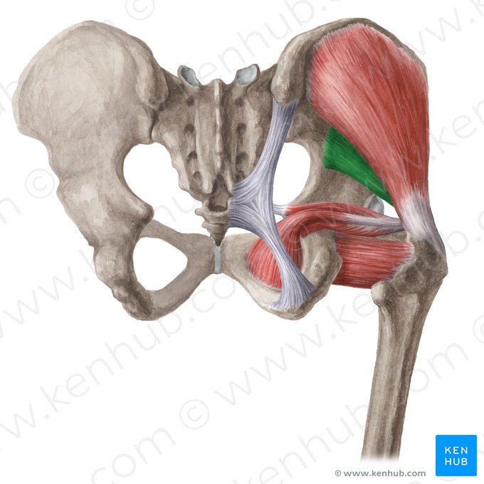 Muscle petit glutéal (Musculus gluteus minimus); Image : Liene Znotina