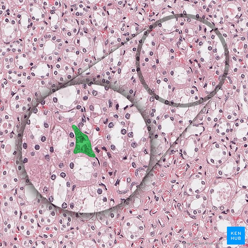 Vasa recta of kidney - histological slide