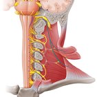 Nervio accesorio (XI par craneal) 
