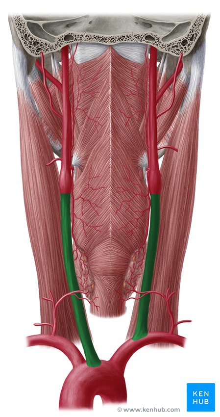 Common carotid artery: Anatomy Biology Diagrams
