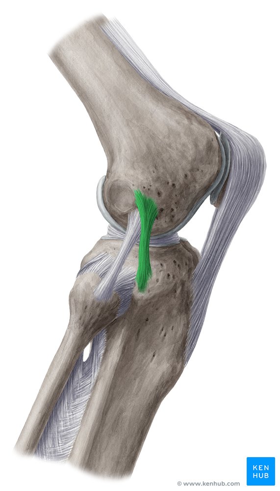 Anterolateral ligament - lateral view