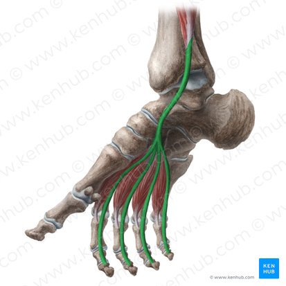 Tendons of flexor digitorum longus muscle (Tendines musculi flexoris digitorum longi); Image: Liene Znotina