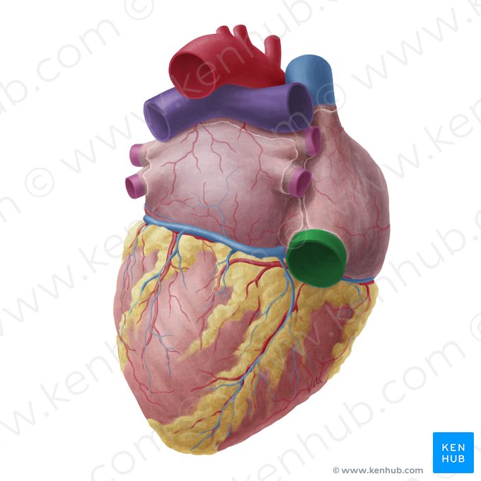 Inferior vena cava (Vena cava inferior); Image: Yousun Koh
