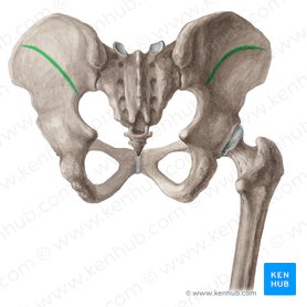Línea glútea anterior (Linea glutea anterior ossis ilii); Imagen: Liene Znotina