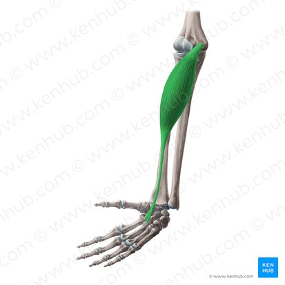 Músculo flexor radial do carpo (Musculus flexor carpi radialis); Imagem: Yousun Koh