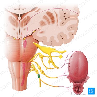 Gânglio inferior do nervo vago (Ganglion inferius nervi vagi); Imagem: Paul Kim