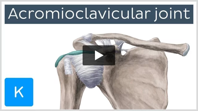 Acromioclavicular (AC) joint: Anatomy, function