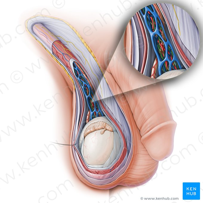 Plexo autonômico testicular (Plexus autonomici testicularis); Imagem: Paul Kim