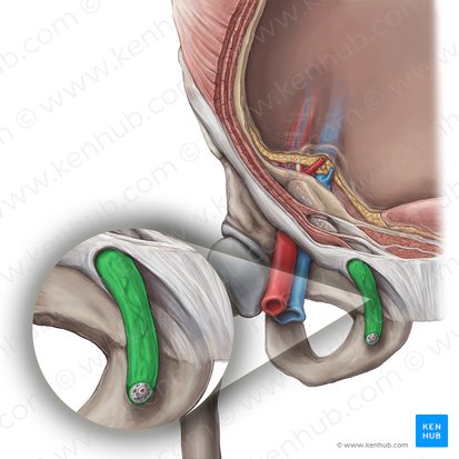 Fascia espermática externa (Fascia spermatica externa); Imagen: Hannah Ely