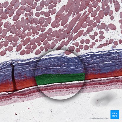 Choroid (Choroidea); Image: 