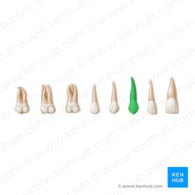 Canine tooth (Dens caninus); Image: Paul Kim