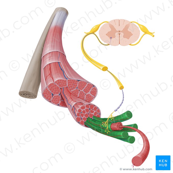 Fibra muscular (Myofibra); Imagen: Paul Kim