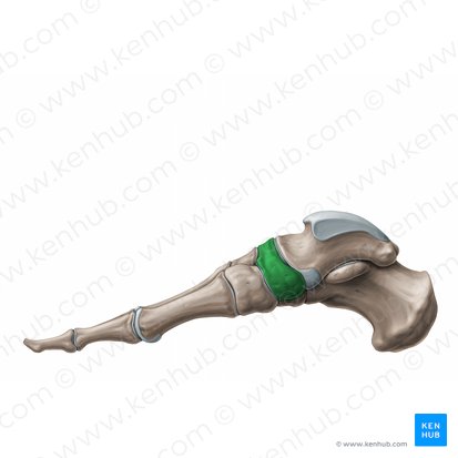 Navicular bone (Os naviculare); Image: Paul Kim