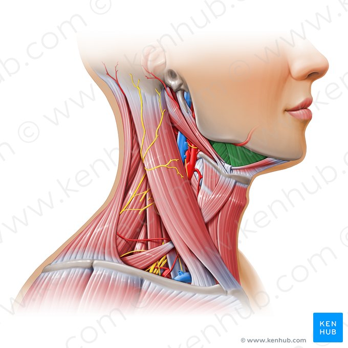 Triángulo submandibular (Trigonum submandibulare); Imagen: Paul Kim