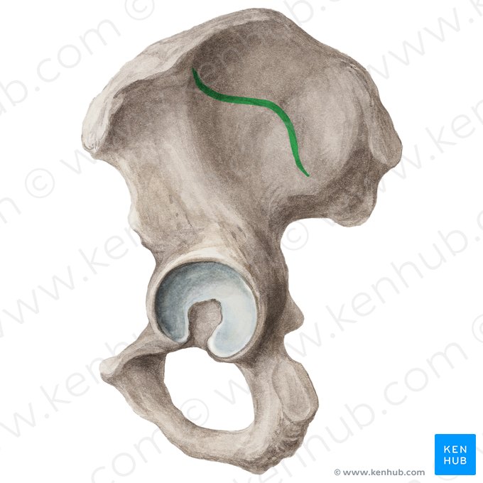 Linea glutea anterior ossis ilii (Vordere Gesäßlinie des Darmbeins); Bild: Liene Znotina