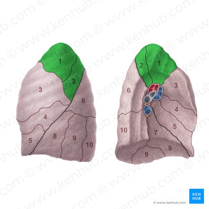 Apicoposterior segment of left lung (Segmentum apicoposterius pulmonis sinistri); Image: Paul Kim