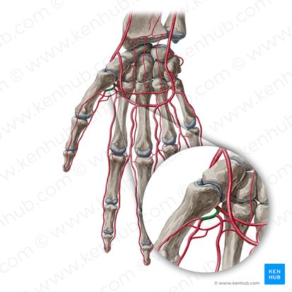 Princeps pollicis artery (Arteria princeps pollicis); Image: Yousun Koh