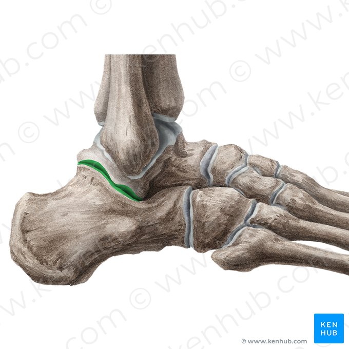 Articulación talocalcánea (Articulatio subtalaris); Imagen: Liene Znotina