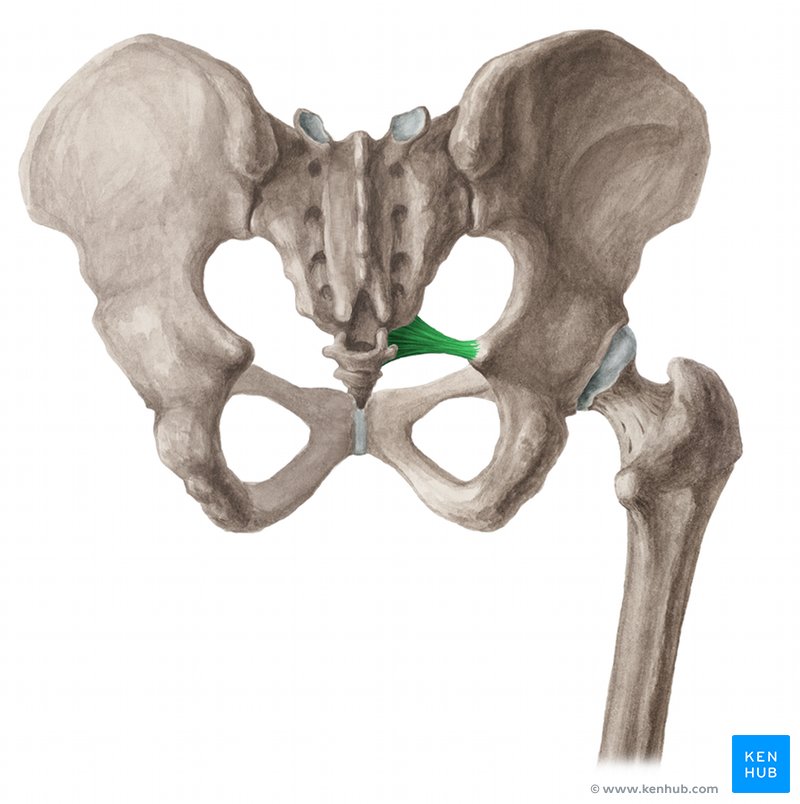 Sacrospinous ligament - dorsal view