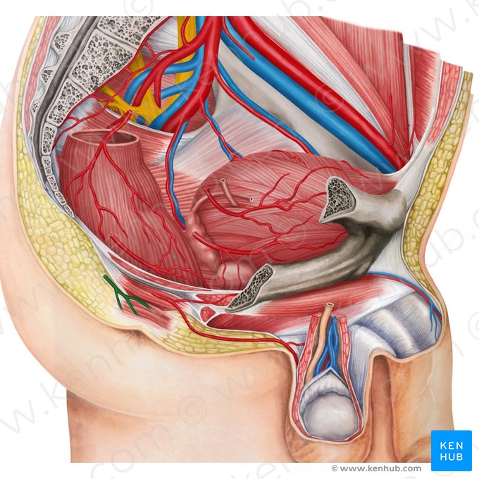 Right inferior anorectal artery (Arteria anorectalis inferior dextra); Image: Irina Münstermann