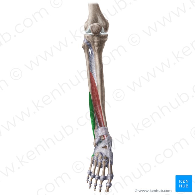 Músculo fibular curto (Musculus fibularis brevis); Imagem: Liene Znotina