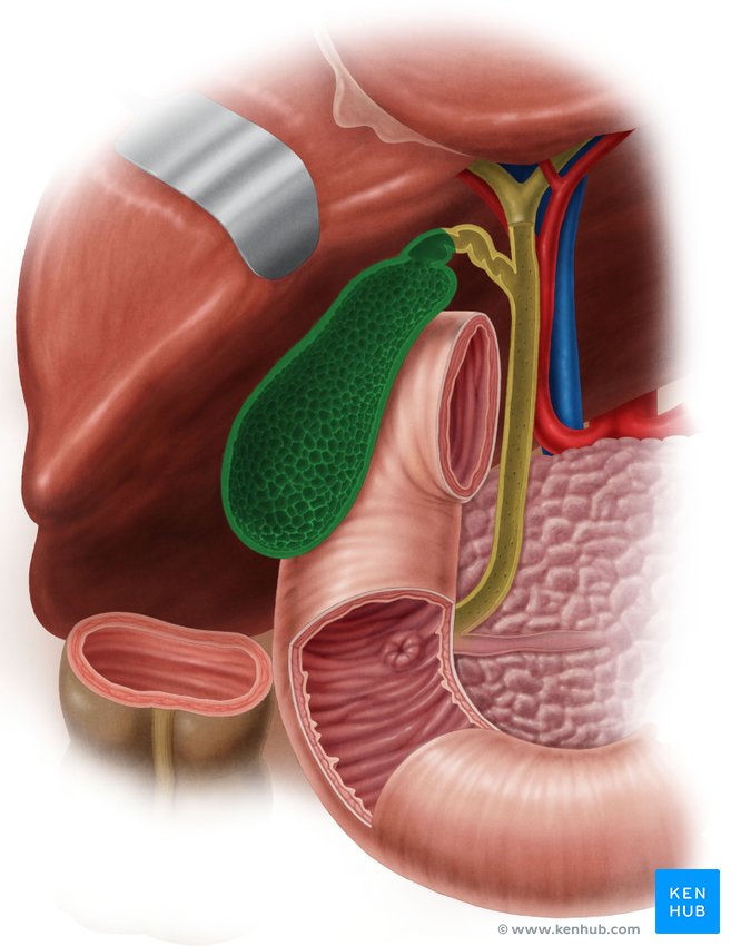 Gallbladder - ventral view